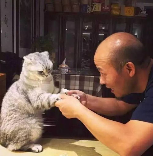 我家猫开的修仙中心供应无限鱼干,猫咪们修炼之余尽享美味盛宴 我家猫开的修仙中心供应无限鱼干,猫咪们修炼之余尽享美味盛宴