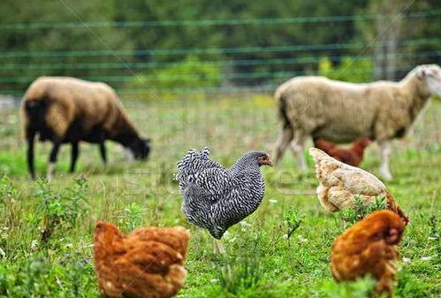 羊、马、猴、鸡:2005天天开彩免费资料及2026年天天免费资料百度中文关键解答、专家解读解释与落实,杜绝误导性诱导 羊、马、猴、鸡:2005天天开彩免费资料及2026年天天免费资料百度中文关键解答、专家解读解释与落实,杜绝误导性诱导