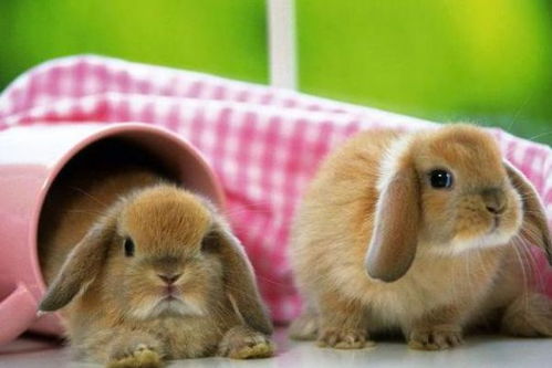 兔、猴、猪、鼠:2025新门正版免费资本大全查询,2025新门正版免费资料怎么用-通俗释义、专家解读解释与落实,防范迷惑性推广 兔、猴、猪、鼠:2025新门正版免费资本大全查询,2025新门正版免费资料怎么用-通俗释义、专家解读解释与落实,防范迷惑性推广