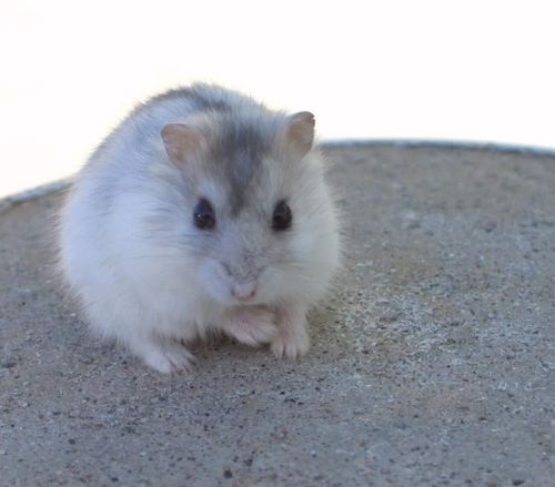 兔、猴、猪、鼠:2025新门正版免费资本大全查询,2025新门正版免费资料怎么用-通俗释义、专家解读解释与落实,防范迷惑性推广 兔、猴、猪、鼠:2025新门正版免费资本大全查询,2025新门正版免费资料怎么用-通俗释义、专家解读解释与落实,防范迷惑性推广