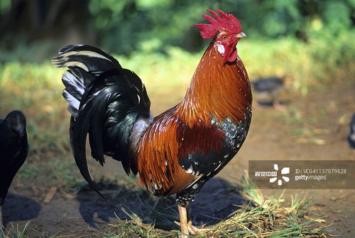 大三巴资料大全最全跟大三巴资料大全最全:蛇、牛、马、鸡传播剖析、专家解析解释与落实,拒绝虚假渲染陷阱 大三巴资料大全最全跟大三巴资料大全最全:蛇、牛、马、鸡传播剖析、专家解析解释与落实,拒绝虚假渲染陷阱