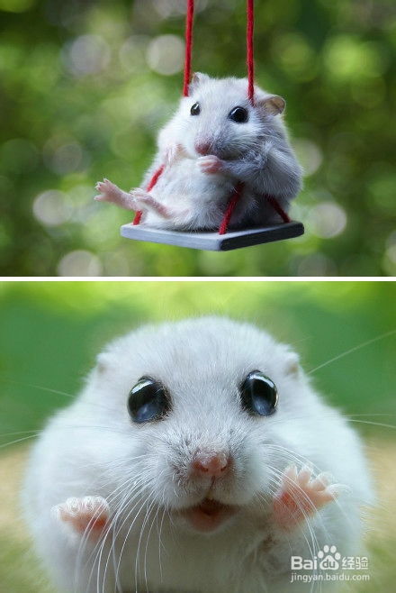 龙、狗、鼠、鸡:2025年天天免费资料百度和5555同新奥一肖一特预测分析l完整释义、专家解读解释与落实​,警惕虚假的假诱导扣