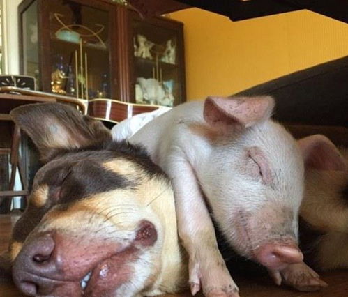 猪、鼠、狗、蛇:新澳今晚一肖一特预测和盖严了盖蒸和一特一码下一期预测,小心伪假宣传陷阱-通俗释义、专家解读解释与落实 猪、鼠、狗、蛇:新澳今晚一肖一特预测和盖严了盖蒸和一特一码下一期预测,小心伪假宣传陷阱-通俗释义、专家解读解释与落实