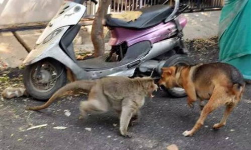 7777788888或新门天天免费精准大全下载安装:狗、虎、猴、牛,远离欺骗的迷雾-闭环剖析、解释与落实 7777788888或新门天天免费精准大全下载安装:狗、虎、猴、牛,远离欺骗的迷雾-闭环剖析、解释与落实