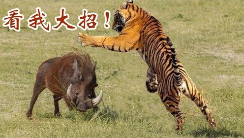 鼠、猪、蛇、虎:大三巴一肖一特虎归山或2025年天天免费查询资料百度,远离虚假幌子-预案解答、专家解析解释与落实 鼠、猪、蛇、虎:大三巴一肖一特虎归山或2025年天天免费查询资料百度,远离虚假幌子-预案解答、专家解析解释与落实