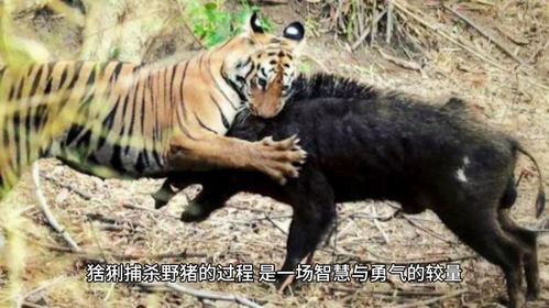 鼠、猪、蛇、虎:大三巴一肖一特虎归山或2025年天天免费查询资料百度,远离虚假幌子-预案解答、专家解析解释与落实 鼠、猪、蛇、虎:大三巴一肖一特虎归山或2025年天天免费查询资料百度,远离虚假幌子-预案解答、专家解析解释与落实