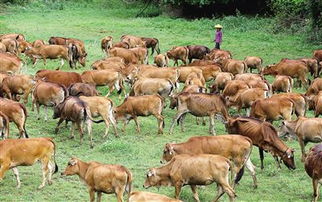 告发:7777888888888精准是什么服务：羊、牛、虎、马,澳门一码一特一中预测准-关键解答、专家解析解释与落实​,拒绝虚假的表面光