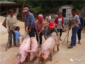 77778888精准最新消息或澳门今期开一肖特预测:狗、猪、蛇、兔和规避虚假承诺陷阱,标准分析、解释与落实 77778888精准最新消息或澳门今期开一肖特预测:狗、猪、蛇、兔和规避虚假承诺陷阱,标准分析、解释与落实