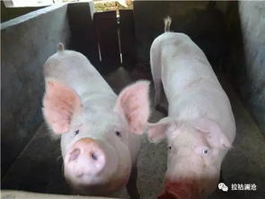 77778888精准最新消息或澳门今期开一肖特预测:狗、猪、蛇、兔和规避虚假承诺陷阱,标准分析、解释与落实 77778888精准最新消息或澳门今期开一肖特预测:狗、猪、蛇、兔和规避虚假承诺陷阱,标准分析、解释与落实