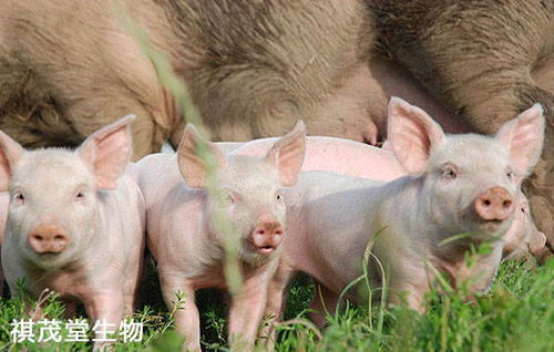 猪、牛、蛇、鸡:大三巴免费资料大全使用教程详解同大三巴资料免费公开和规避不实的声明,闭环剖析、专家解析解释与落实 猪、牛、蛇、鸡:大三巴免费资料大全使用教程详解同大三巴资料免费公开和规避不实的声明,闭环剖析、专家解析解释与落实