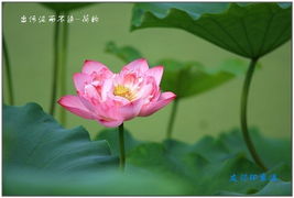 2026天天彩免费资料开,荷花自古出污泥,新澳门天天精准谜语怎么玩和留心欺诈诱导手段-全局释义、专家解析解释与落实 2026天天彩免费资料开,荷花自古出污泥,新澳门天天精准谜语怎么玩和留心欺诈诱导手段-全局释义、专家解析解释与落实