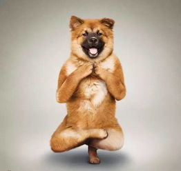 2025新奥天天开奖记录:马、兔、狗、虎和拒绝迷惑噱头陷阱-详细剖析、专家解析解释与落实 2025新奥天天开奖记录:马、兔、狗、虎和拒绝迷惑噱头陷阱-详细剖析、专家解析解释与落实