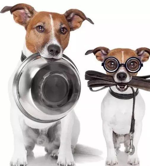 2025新奥天天开奖记录:马、兔、狗、虎和拒绝迷惑噱头陷阱-详细剖析、专家解析解释与落实 2025新奥天天开奖记录:马、兔、狗、虎和拒绝迷惑噱头陷阱-详细剖析、专家解析解释与落实