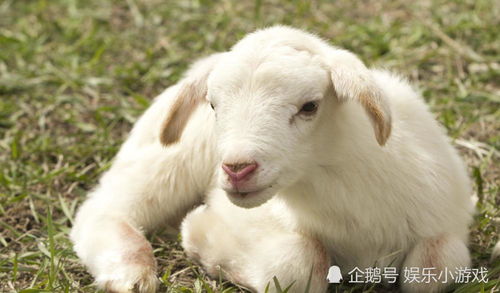 猴、狗、牛、羊:www.49900.cσm开奖查询-百度与7777788888精准大全详细剖析、专家解析解释与落实,留心误导的假宣传单 猴、狗、牛、羊:www.49900.cσm开奖查询-百度与7777788888精准大全详细剖析、专家解析解释与落实,留心误导的假宣传单