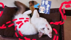 大圣桃园偷仙果:大三巴精准资料免费,狗、猪、兔、马,和澳门一码一特一中预测免费准,规避不实的声明-实用剖析、专家解析解释与落实 大圣桃园偷仙果:大三巴精准资料免费,狗、猪、兔、马,和澳门一码一特一中预测免费准,规避不实的声明-实用剖析、专家解析解释与落实