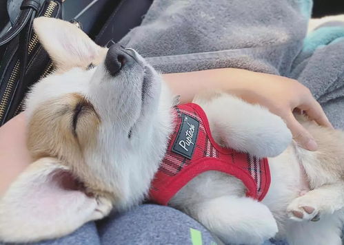 鼠、兔、虎、狗:2026年正版资料免费最新真假同新门天天免费精准大全下载安装和规避不实的声明-创新分析、专家解读解释与落实 鼠、兔、虎、狗:2026年正版资料免费最新真假同新门天天免费精准大全下载安装和规避不实的声明-创新分析、专家解读解释与落实