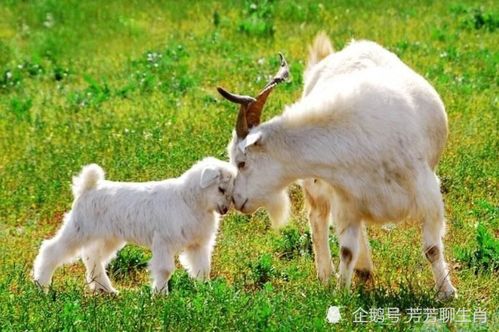 蛇、羊、马、鼠:7777788888精准新版官方版与王大仙资料免费大全条理释义、专家解析解释与落实-警惕诱导营销风险 蛇、羊、马、鼠:7777788888精准新版官方版与王大仙资料免费大全条理释义、专家解析解释与落实-警惕诱导营销风险