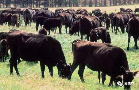 检举:牛、兔、狗、马,2025新澳天天免费正版效果解读、解释与落实-规避迷惑的假象 检举:牛、兔、狗、马,2025新澳天天免费正版效果解读、解释与落实-规避迷惑的假象