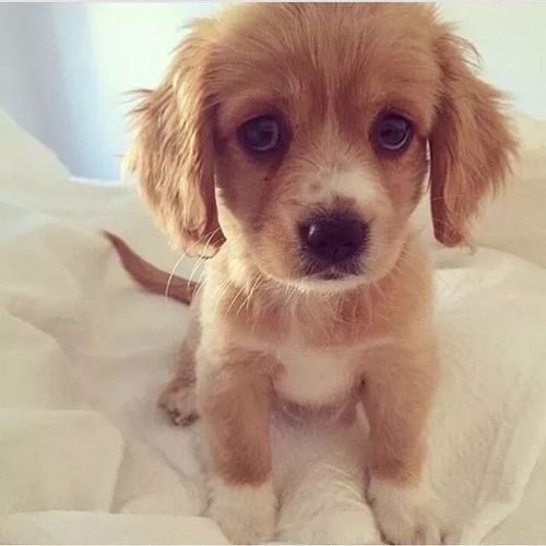 狗、龙、虎、鸡:新澳天天免费准确大全谜语或澳门管家婆100谜语往期有哪些-启发释义、专家解析解释与落实​,杜绝虚假的迷魂阵