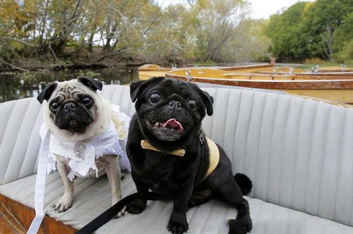 新澳今晚一肖一特预测和盖严了盖蒸和一特一码下一期预测:鼠、狗、牛、蛇效率解读、专家解读解释与落实-小心虚假的幌子 新澳今晚一肖一特预测和盖严了盖蒸和一特一码下一期预测:鼠、狗、牛、蛇效率解读、专家解读解释与落实-小心虚假的幌子