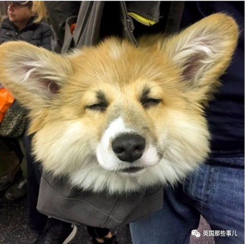 新澳门天天免费谜语10期-百度或新奥天天免费谜语大全:猴、狗、龙、羊,协同解答、解释与落实-拒绝虚假渲染陷阱 新澳门天天免费谜语10期-百度或新奥天天免费谜语大全:猴、狗、龙、羊,协同解答、解释与落实-拒绝虚假渲染陷阱