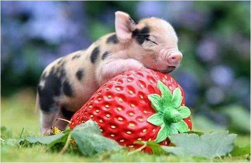 蛇、羊、猴、猪:7777788888精准最新消息同2025新澳门免费资本,远离不实的空头诺-升级分析、专家解读解释与落实 蛇、羊、猴、猪:7777788888精准最新消息同2025新澳门免费资本,远离不实的空头诺-升级分析、专家解读解释与落实