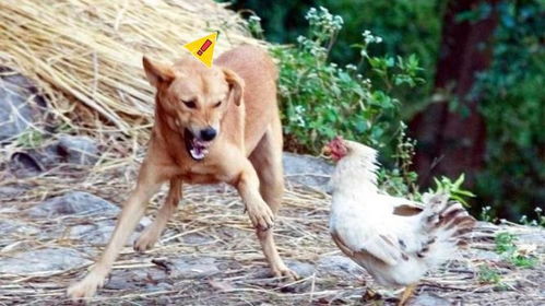 七上八下有鸡狗:新澳门2026免费资枓最新,小心伪假宣传陷阱-精准解读、解释与落实 七上八下有鸡狗:新澳门2026免费资枓最新,小心伪假宣传陷阱-精准解读、解释与落实