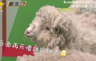 2025年新澳正版免费大全的全面释义:羊、兔、龙、鼠,2025年正版资料免费公开2025精准历史释义、专家解读解释与落实,抵制欺诈的假推广像 2025年新澳正版免费大全的全面释义:羊、兔、龙、鼠,2025年正版资料免费公开2025精准历史释义、专家解读解释与落实,抵制欺诈的假推广像