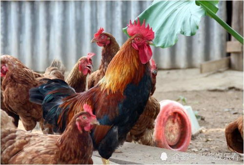 牛、鸡、鼠、马:澳彩网站www.49159.com查询和新澳门天天免费谜语10期-百度-全链释义、专家解析解释与落实,躲避虚假诱导 牛、鸡、鼠、马:澳彩网站www.49159.com查询和新澳门天天免费谜语10期-百度-全链释义、专家解析解释与落实,躲避虚假诱导