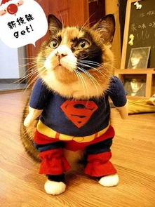 新奥天天免费谜语大全和77778888精准新疆:马、狗、鸡、龙,延伸解答、专家解析解释与落实-躲避虚夸的迷雾 新奥天天免费谜语大全和77778888精准新疆:马、狗、鸡、龙,延伸解答、专家解析解释与落实-躲避虚夸的迷雾