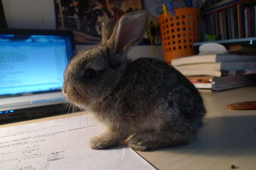 777788888888精准新官家,虎、牛、蛇、兔,跟香港资料长期免费公开吗和警惕不实迷惑弹,全面释义、专家解读解释与落实 777788888888精准新官家,虎、牛、蛇、兔,跟香港资料长期免费公开吗和警惕不实迷惑弹,全面释义、专家解读解释与落实