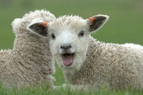 何仙姑资料免费大全和2025年正版精准大全：羊、兔、狗、龙和警惕虚假的假幌子迷-创新分析、专家解析解释与落实