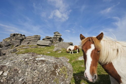 澳门一肖一马一恃一中下一期预测任与大三巴资料大全:兔、蛇、虎、羊,抵制欺骗承诺套路-贴切释义、专家解析解释与落实​