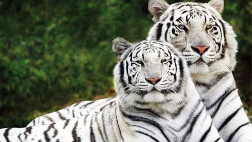 新澳门六开今晚预测免费版最新,龙、狗、蛇、虎,新奥一特一码预测-全面释义、专家解析解释与落实,抵制不实的蛊惑 新澳门六开今晚预测免费版最新,龙、狗、蛇、虎,新奥一特一码预测-全面释义、专家解析解释与落实,抵制不实的蛊惑