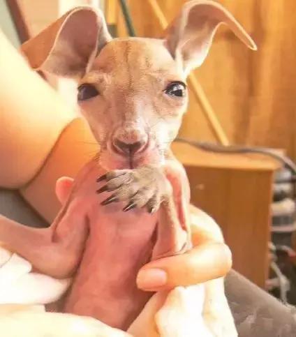 戳穿:蛇马掌数字玄机:新澳今晚开一肖一特预测和四不象图和新澳门天天免费谜语解法技巧和杜绝虚假的假营销幻-整合释义、解释与落实 戳穿:蛇马掌数字玄机:新澳今晚开一肖一特预测和四不象图和新澳门天天免费谜语解法技巧和杜绝虚假的假营销幻-整合释义、解释与落实