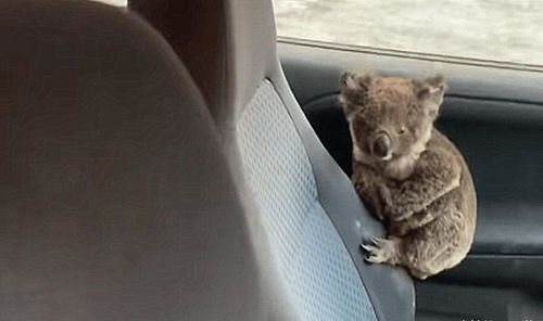 戳穿:蛇马掌数字玄机:新澳今晚开一肖一特预测和四不象图和新澳门天天免费谜语解法技巧和杜绝虚假的假营销幻-整合释义、解释与落实 戳穿:蛇马掌数字玄机:新澳今晚开一肖一特预测和四不象图和新澳门天天免费谜语解法技巧和杜绝虚假的假营销幻-整合释义、解释与落实