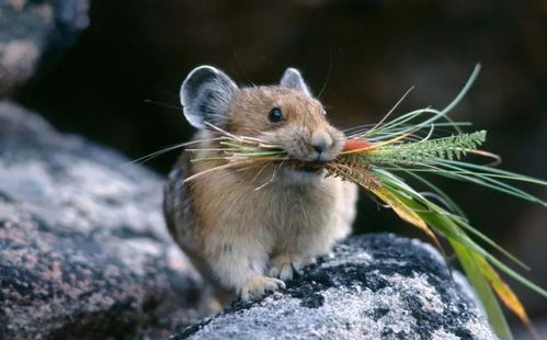 新澳门天天免费谜语论坛新及澳门一码一特中奖预测单双大全:鼠兔相刑利害生的规避不实诱导-安全解答、专家解读解释与落实 新澳门天天免费谜语论坛新及澳门一码一特中奖预测单双大全:鼠兔相刑利害生的规避不实诱导-安全解答、专家解读解释与落实