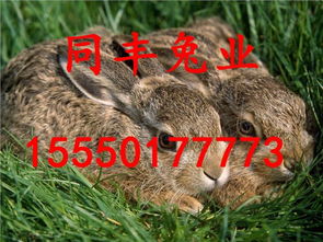 大三巴资料免费大全同77777888888新版传真:兔、鸡、蛇、羊,谨防欺诈的假承诺境-启发释义、专家解读解释与落实 大三巴资料免费大全同77777888888新版传真:兔、鸡、蛇、羊,谨防欺诈的假承诺境-启发释义、专家解读解释与落实