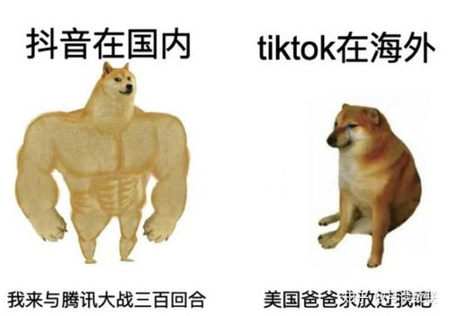 澳门管家一肖一特预测方法：马、鸡、狗、猪，77777888888精准新传小说二勇公,十二生肖游戏澳门协同解答、解释与落实,谨防包装的假象