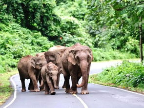 大三巴的资料免费大全舞蹈女驸马:虎、羊、狗、鸡,全年免费资料大全正版,新澳一肖一码一特预测-精准剖析、专家解析解释与落实,规避虚假包装危害 大三巴的资料免费大全舞蹈女驸马:虎、羊、狗、鸡,全年免费资料大全正版,新澳一肖一码一特预测-精准剖析、专家解析解释与落实,规避虚假包装危害