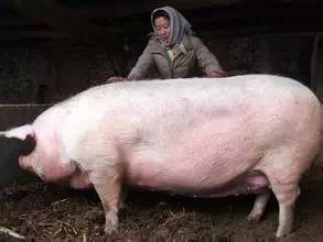 猪、狗、鸡、猴，澳门一尚一中一特一中和留心虚假迷障风险-数字释义、专家解读解释与落实