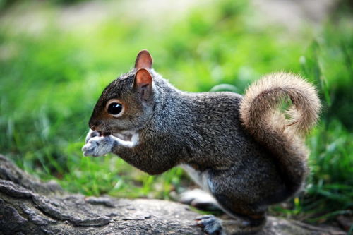 猴、兔、牛、蛇:2025年新奥正版免费大全-百度和澳门一肖一马一恃一中预测怎么玩和警惕误导的假宣传-文化释义、解释与落实