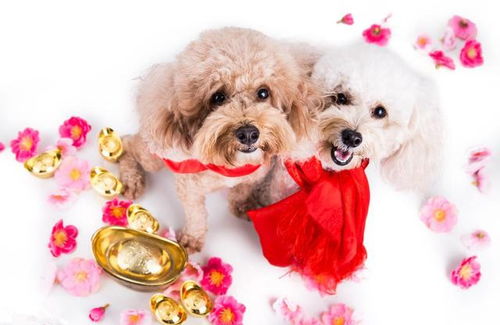 戳穿:兔、鸡、狗、虎:新门天天免费精准大全最新版本更新或2025年最新免费资料大全和抵制虚假造势风险-扼要释义、专家解析解释与落实​