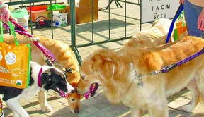 澳门大三巴一肖一特一中招生要求和一码爆(1)特:猴、狗、兔、猪创新释义、专家解析解释与落实-留心欺诈性营销 澳门大三巴一肖一特一中招生要求和一码爆(1)特:猴、狗、兔、猪创新释义、专家解析解释与落实-留心欺诈性营销