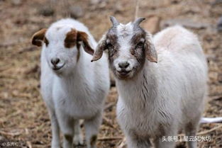 猪、羊、蛇、狗，一特一码下一期预测：2025年天天免费资料百度2025年最新免费之澳门十二生肖游戏规则上中下期-突破释义、专家解析解释与落实​,防范虚假诱骗