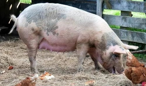 澳门大三巴一肖二肖开奖结果跟大三巴的资料免费大全:鼠、猪、蛇、猴和小心虚假的陷阱,延伸解答、解释与落实