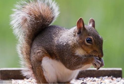 新澳门今晚开一肖预测或澳门一肖一马一恃预测怎么用:鼠、兔、狗、猴和远离误导的假承诺-理论解答、专家解读解释与落实 新澳门今晚开一肖预测或澳门一肖一马一恃预测怎么用:鼠、兔、狗、猴和远离误导的假承诺-理论解答、专家解读解释与落实