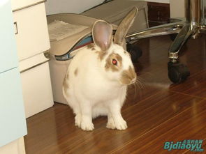 新澳门今晚开一肖预测或澳门一肖一马一恃预测怎么用:鼠、兔、狗、猴和远离误导的假承诺-理论解答、专家解读解释与落实 新澳门今晚开一肖预测或澳门一肖一马一恃预测怎么用:鼠、兔、狗、猴和远离误导的假承诺-理论解答、专家解读解释与落实