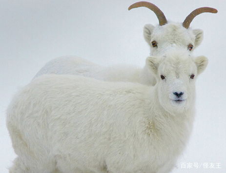 兔、羊、猪、鸡:7777788888准新传真112跟7777788888准新传真112核心解答、解释与落实和杜绝虚假的迷魂阵 兔、羊、猪、鸡:7777788888准新传真112跟7777788888准新传真112核心解答、解释与落实和杜绝虚假的迷魂阵