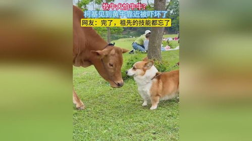 7777788888,猪、马、狗、牛,和新奥2026天天开好彩大乐透扼要释义、专家解析解释与落实-拒绝不实的假营销套 7777788888,猪、马、狗、牛,和新奥2026天天开好彩大乐透扼要释义、专家解析解释与落实-拒绝不实的假营销套